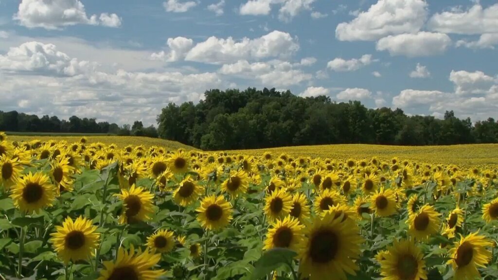 Clinton Sun Flowers