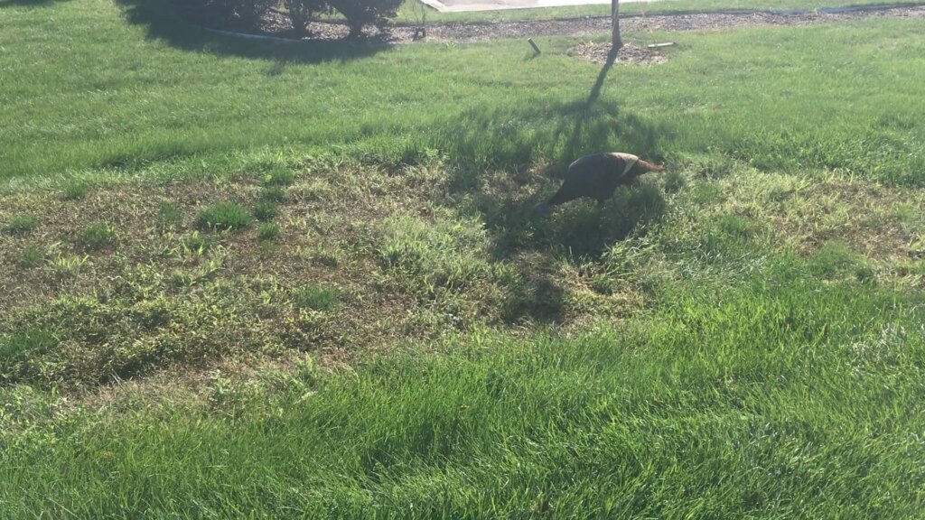 Turkey At Troy City Hall